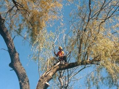 Reduce your tree the healthy way_Arborist Pruning Tree