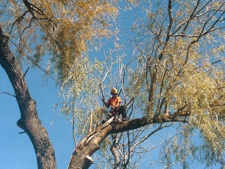 Reduce your tree the healthy way_Arborist Pruning Tree