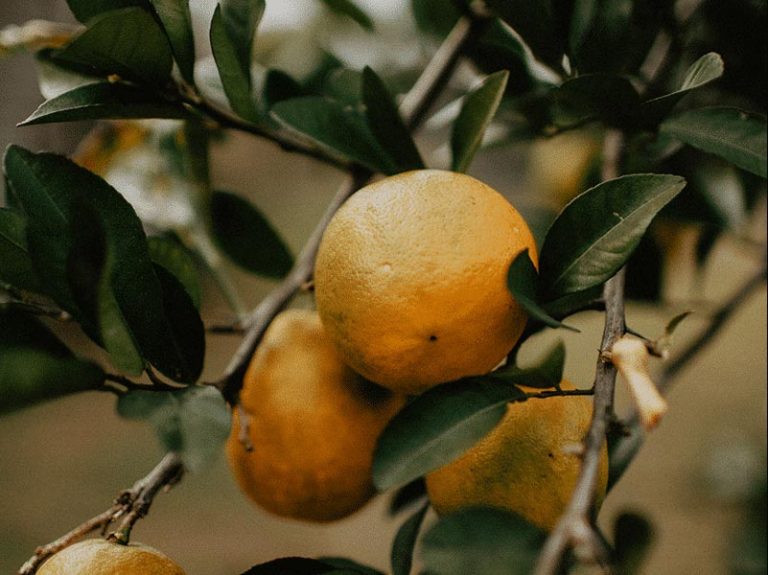 close up of lemons on a lemon tree