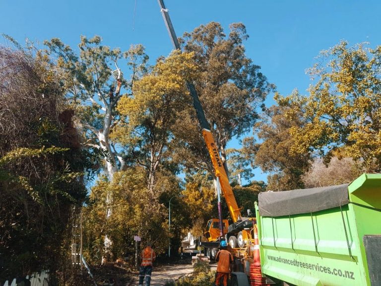 tree removal with crane