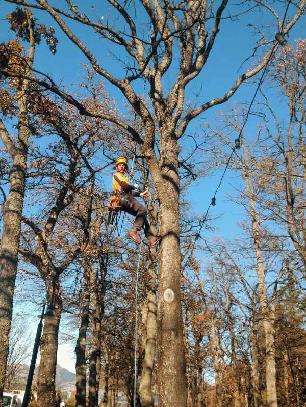 arborist climbing in tree tops